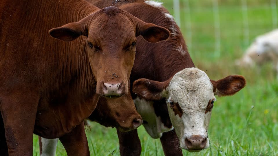 Cows and beef production are often blamed as a key industry that has to change to mitigate climate change. - Evelio Contreras/CNN