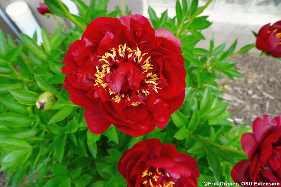 Buckeye Belle is considered to be a very early bloomer in the world of peonies.