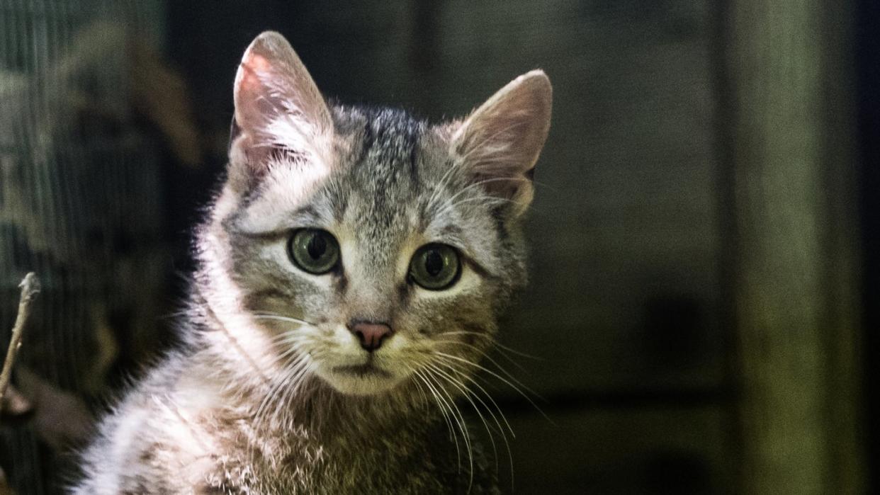 Mit geschätzten 7000 bis 10.000 Tieren zählt die Wildkatze immer noch zu den gefährdeten Arten. Foto: Andreas Arnold