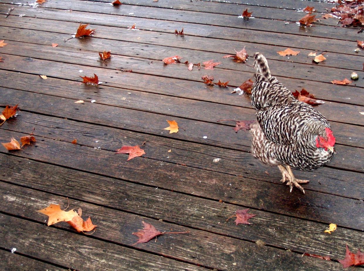 <span class="caption">Backyard chickens may seem free and happy, but are at increased risk of contracting diseases from wild birds.</span> <span class="attribution"><a class="link " href="https://flic.kr/p/xJAqs" rel="nofollow noopener" target="_blank" data-ylk="slk:Bruce Turner/Flickr;elm:context_link;itc:0;sec:content-canvas">Bruce Turner/Flickr</a>, <a class="link " href="http://creativecommons.org/licenses/by/4.0/" rel="nofollow noopener" target="_blank" data-ylk="slk:CC BY;elm:context_link;itc:0;sec:content-canvas">CC BY</a></span>