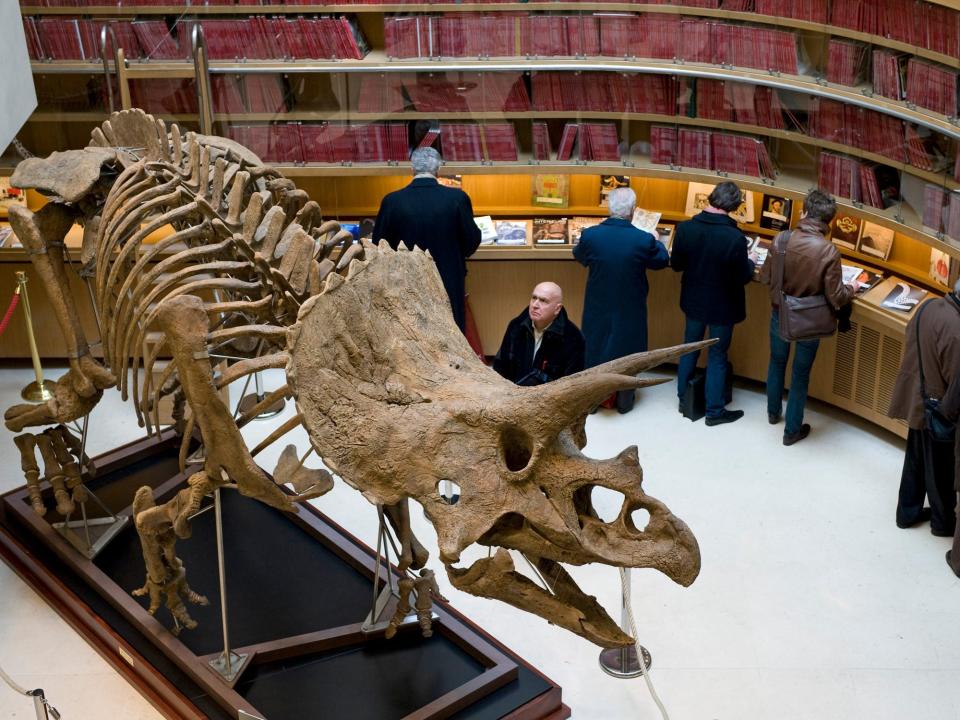 The skeleton of a triceraptops is shown in a gallery, people are in the background.