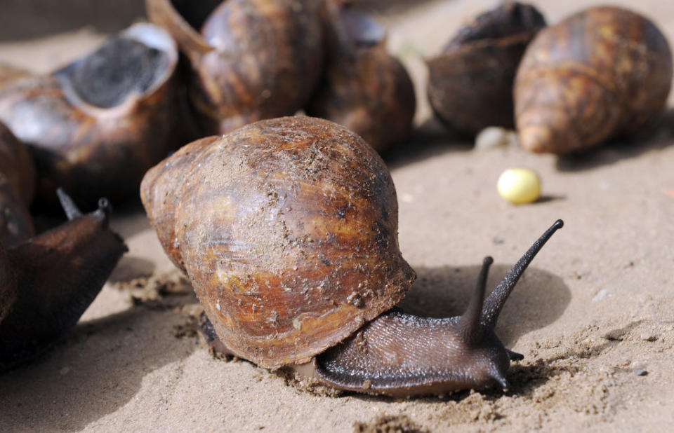 Close-up of snails