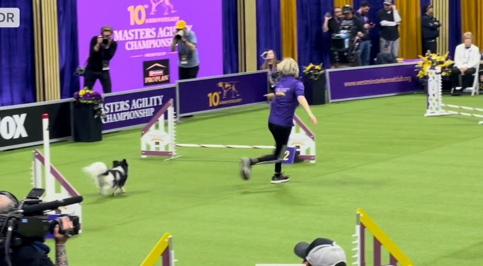 Purchase and Carol Kelly of Portsmouth run through the agility course at the Westminster Kennel Club dog show in New York Saturday, May 6, 2023.