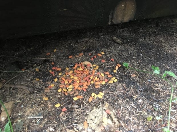 Kibble left under a foot bridge on the Cathedral Trail in Stanley Park. Officials saying leaving food out for animals can lead to negative interactions with humans.