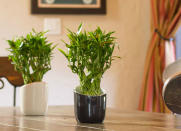 <body> <p>Lucky bamboo is a striking houseplant that could not be easier to care for. It lives happily in most light conditions and grows in nothing more than pebbles and distilled water. Available in either the straight or the twisted variety, bamboo brings elegance to any room, without the mess and expense of cut flowers. Display bamboo on a buffet or a plant stand, or even use it as a centerpiece on your <a rel="nofollow noopener" href=" http://www.bobvila.com/slideshow/13-seriously-doable-ways-to-diy-a-kitchen-table-49339?bv=yahoo" target="_blank" data-ylk="slk:table;elm:context_link;itc:0;sec:content-canvas" class="link ">table</a>.</p> <p><strong>Related: <a rel="nofollow noopener" href=" http://www.bobvila.com/slideshow/11-big-ideas-for-a-small-dining-room-49506?bv=yahoo" target="_blank" data-ylk="slk:11 Big Ideas for a Small Dining Room;elm:context_link;itc:0;sec:content-canvas" class="link ">11 Big Ideas for a Small Dining Room</a> </strong> </p> </body>