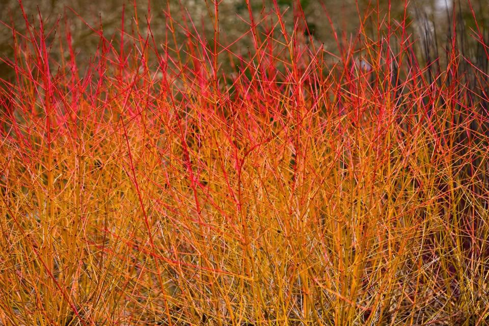 <p>This hardy plant will really brighten up the garden on those frosty mornings thanks to its fiery red foliage that appears in autumn, which drops off to reveal vivid yellow, orange and red stems. To encourage lots of these stems, make sure to regularly pollard the plant in early spring. What's interesting about Dogwood is during the summer months it cloaks itself in green foliage, so it really does offer year-round interest. If you're looking to spark some life into the garden for autumn and winter, look no further.</p><p><strong>SHOP NOW...</strong></p><p>• <a href="https://www.thompson-morgan.com/p/cornus-sanguinea-winter-flame/T10053TM" rel="nofollow noopener" target="_blank" data-ylk="slk:Cornus sanguinea 'Winter Flame' via Thompson & Morgan;elm:context_link;itc:0;sec:content-canvas" class="link ">Cornus sanguinea 'Winter Flame' via Thompson & Morgan</a></p><p>• <a href="https://www.crocus.co.uk/plants/_/cornus-sanguinea-midwinter-fire/classid.984" rel="nofollow noopener" target="_blank" data-ylk="slk:Cornus sanguinea 'Midwinter Fire' via Crocus;elm:context_link;itc:0;sec:content-canvas" class="link ">Cornus sanguinea 'Midwinter Fire' via Crocus</a></p>