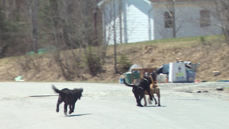 25 Indian Brook dogs neutered in effort to control population