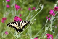 <p><strong>Oregon Swallowtail Butterfly<br><br></strong>This yellow beauty is native to the Pacific Northwest. </p>