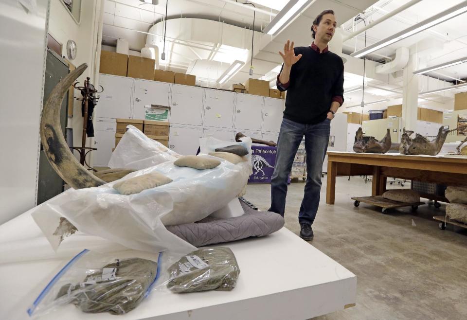 University of Washington paleontologist Christian Sidor talks about a fossilized mammoth tusk, lower left, partially wrapped in layers of foil, plaster and plastic to allow it to slowly dry at the school's Burke Museum Wednesday, Feb. 26, 2014, in Seattle. Museum officials say the tusk, found at a construction site in downtown Seattle, will reveal its age, gender and life story as soon as scientists can stabilize the fossil by drying it out slowly over the next year. (AP Photo/Elaine Thompson)