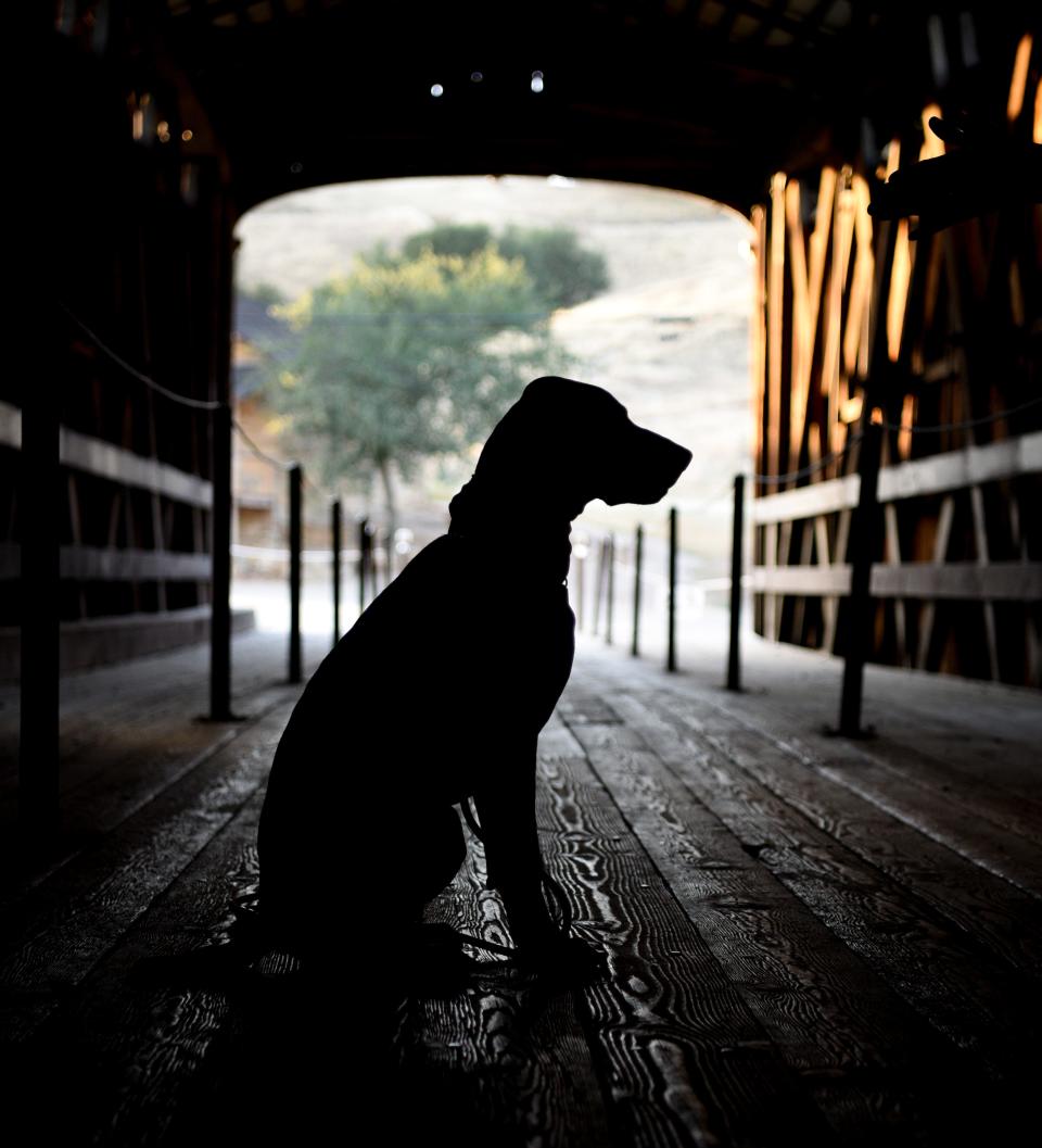 Sydney Spurgeon of Stockton used a Nikon D750 DSLR camera to photograph her dog Lucca in the covered bridge over the Stanislaus River at Knights Ferry east of Oakdale.