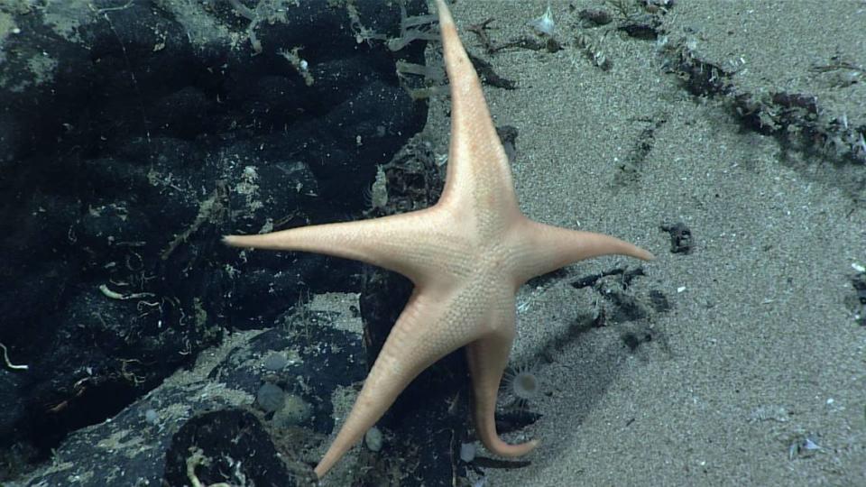 A Rhianastra isosceles, or Rhian’s isosceles sea star, on a seamount. Photo shared by Christopher Mah