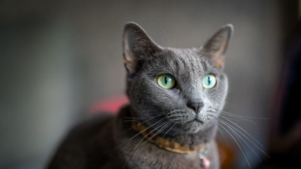 Russian blue cat