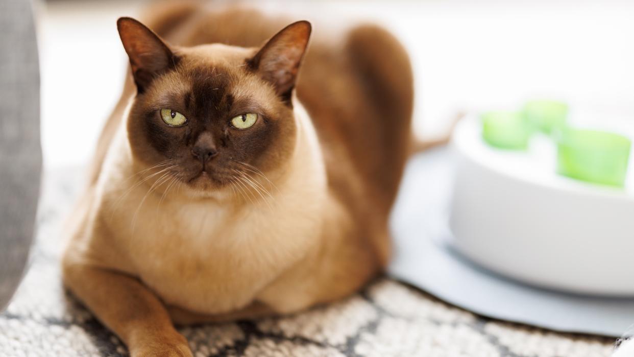 Burmese cat sat next to puzzle toy