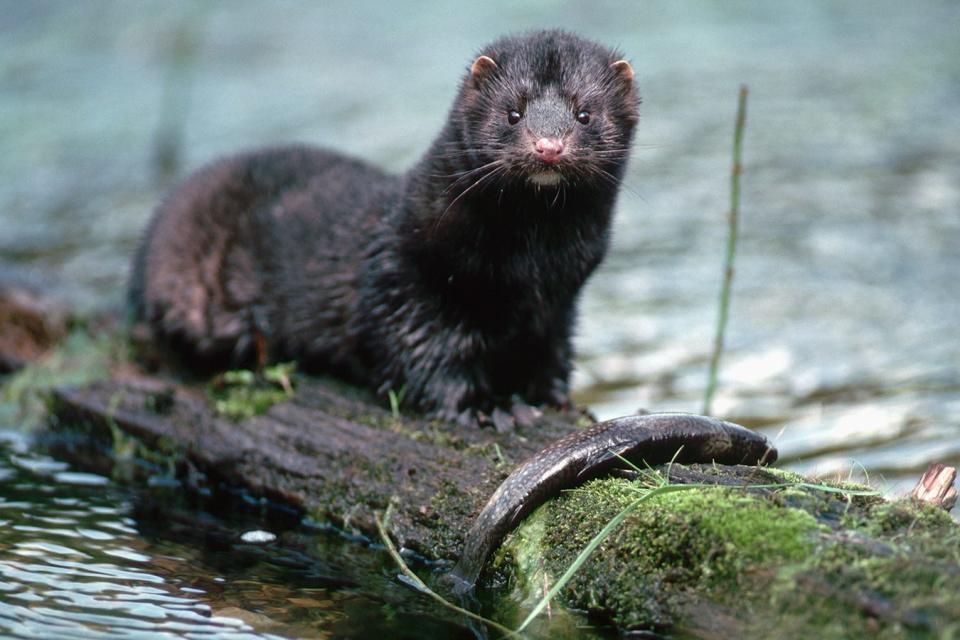 An American mink in the wild.