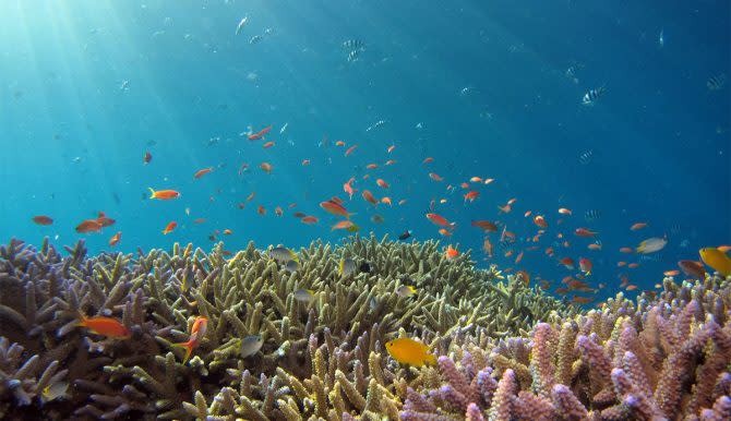 researchers using cryopreservation on coral reefs