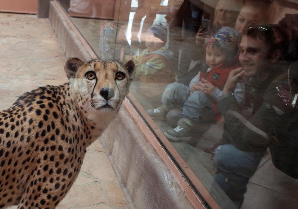 Visitors look at a cheetah in zoo