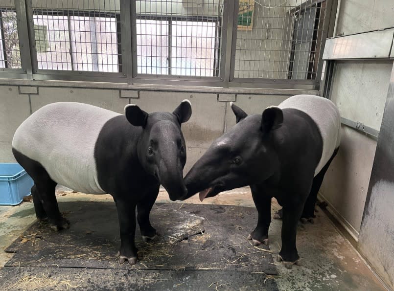 馬來貘「Hideo英雄」來自日本橫濱動物園，生前可愛撒嬌模樣如今看來格外讓人不捨。翻攝自橫濱動物園