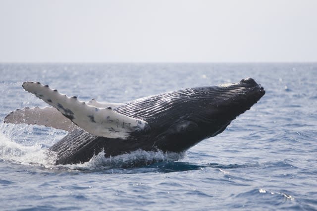 Pod of humpback whales breach surface in sync