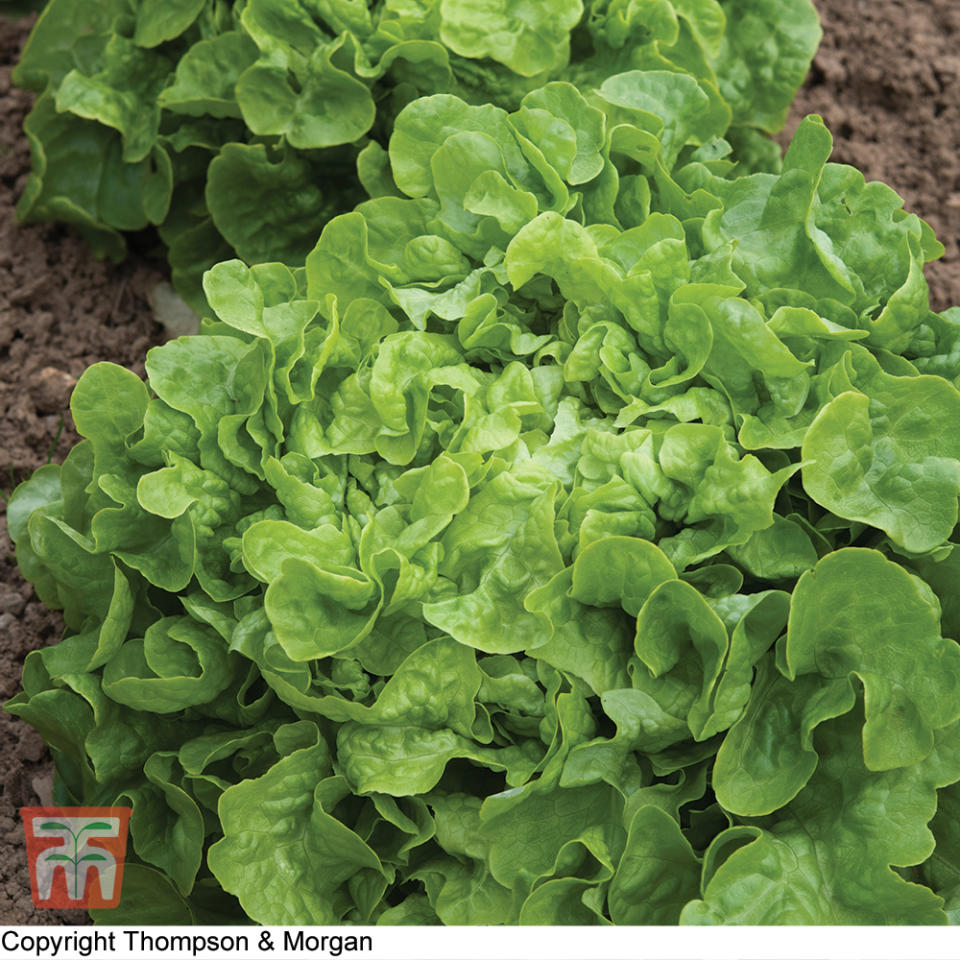 Lettuce 'salad Bowl' (loose-Leaf) - Seeds