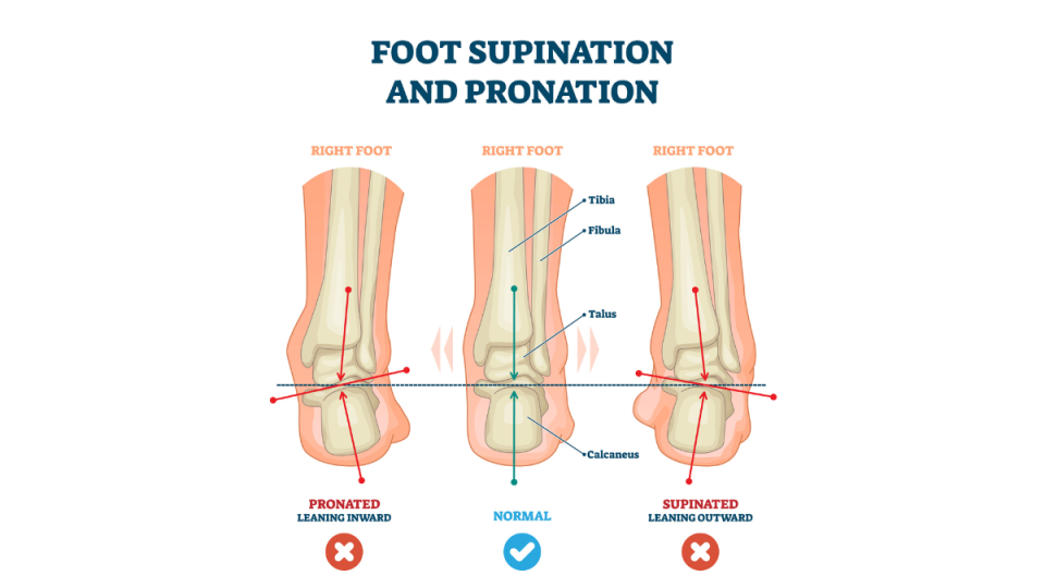 illustration of good foot posture, foot supination and pronation
