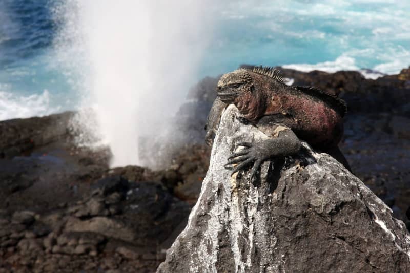 A unique natural habitat has developed on the Galápagos Islands. In order to continue to protect this, the national park fee is being doubled. Michael Juhran/dpa