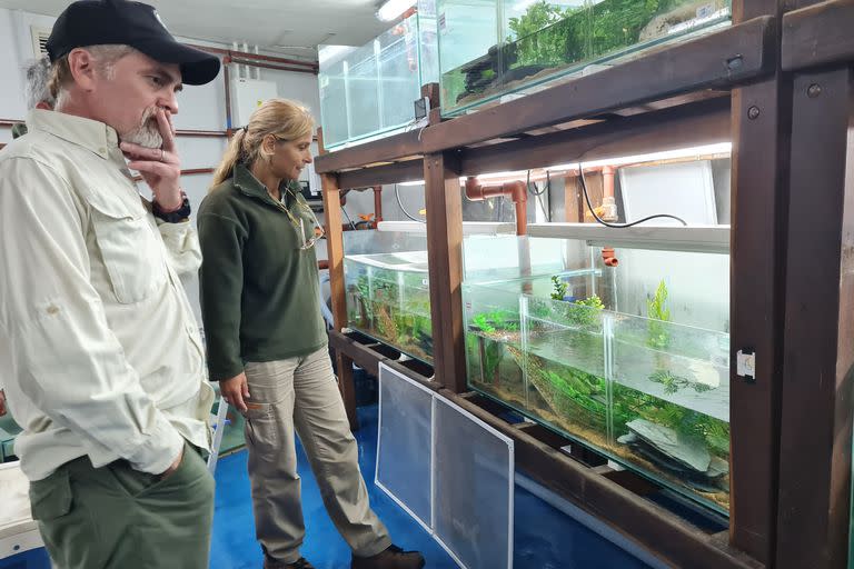 Los investigadores crían las ranitas patagónicas en la Fundación Temaikèn