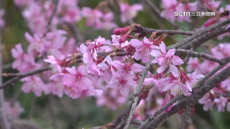 櫻花紛紛盛放，吸引大批遊客前來賞櫻。