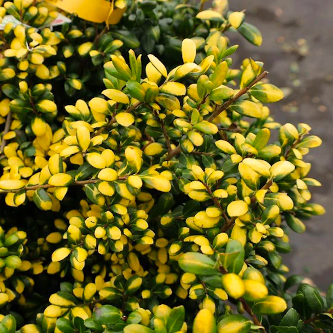 A drops of gold holly bush with variegated yellow and green leaves
