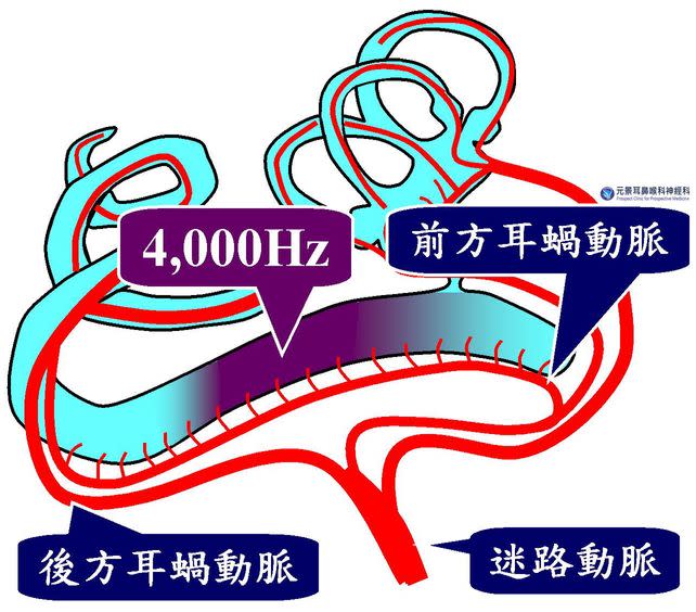 圖示紫色段落，乃耳蝸管4,000 Hz處，是前方耳蝸動脈與後方耳蝸動脈中間交界處，會因血脂質過高引發病變。(記者黃福鎮翻攝)