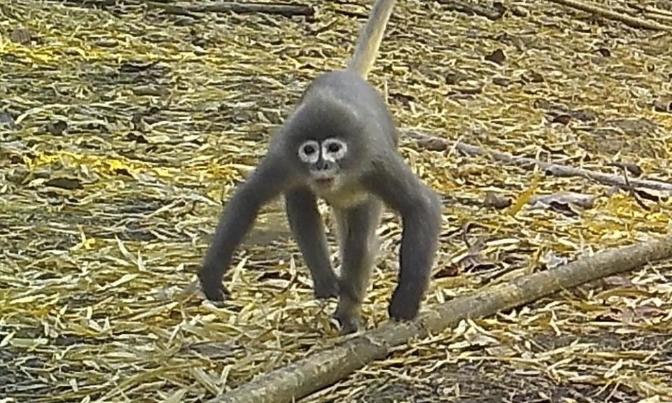 A popa langur