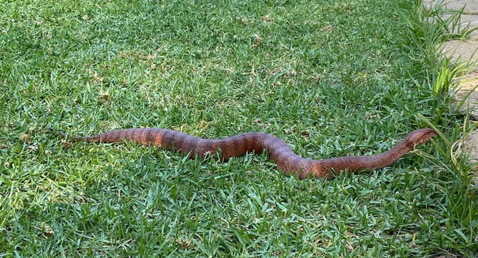 A death adder slithers on grass outside a Cromer home.