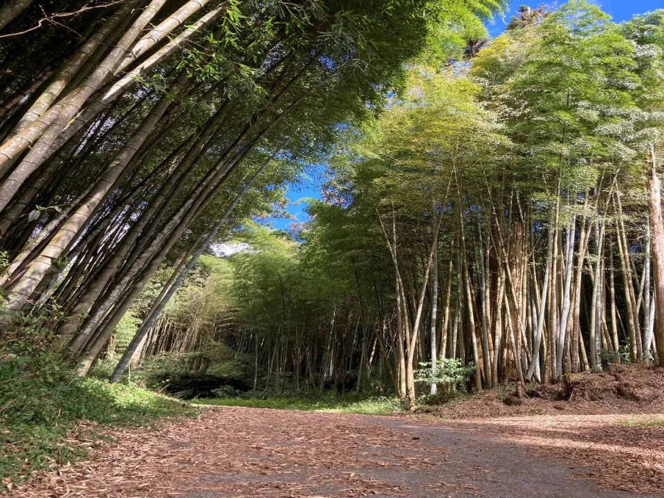 茶之道內有轎篙竹、孟宗竹林及柳杉林等林相交錯，有「台版小嵐山」美稱。（圖：嘉義林管處提供）