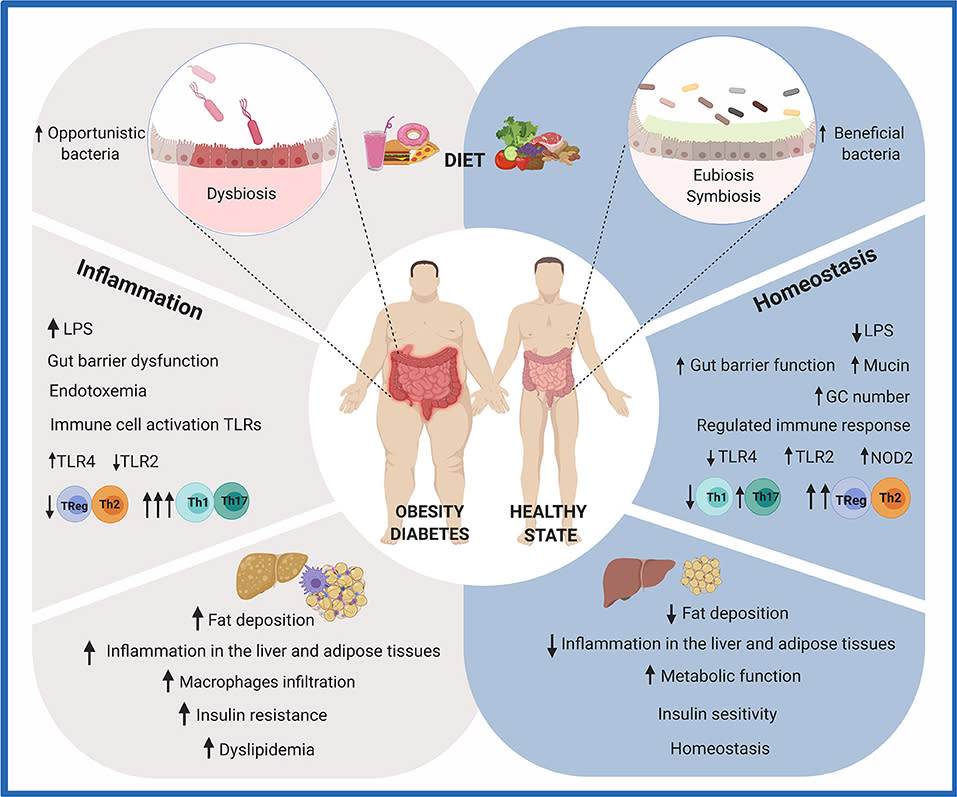 Effects of diet on gut health. (Frontiers/BioRender)