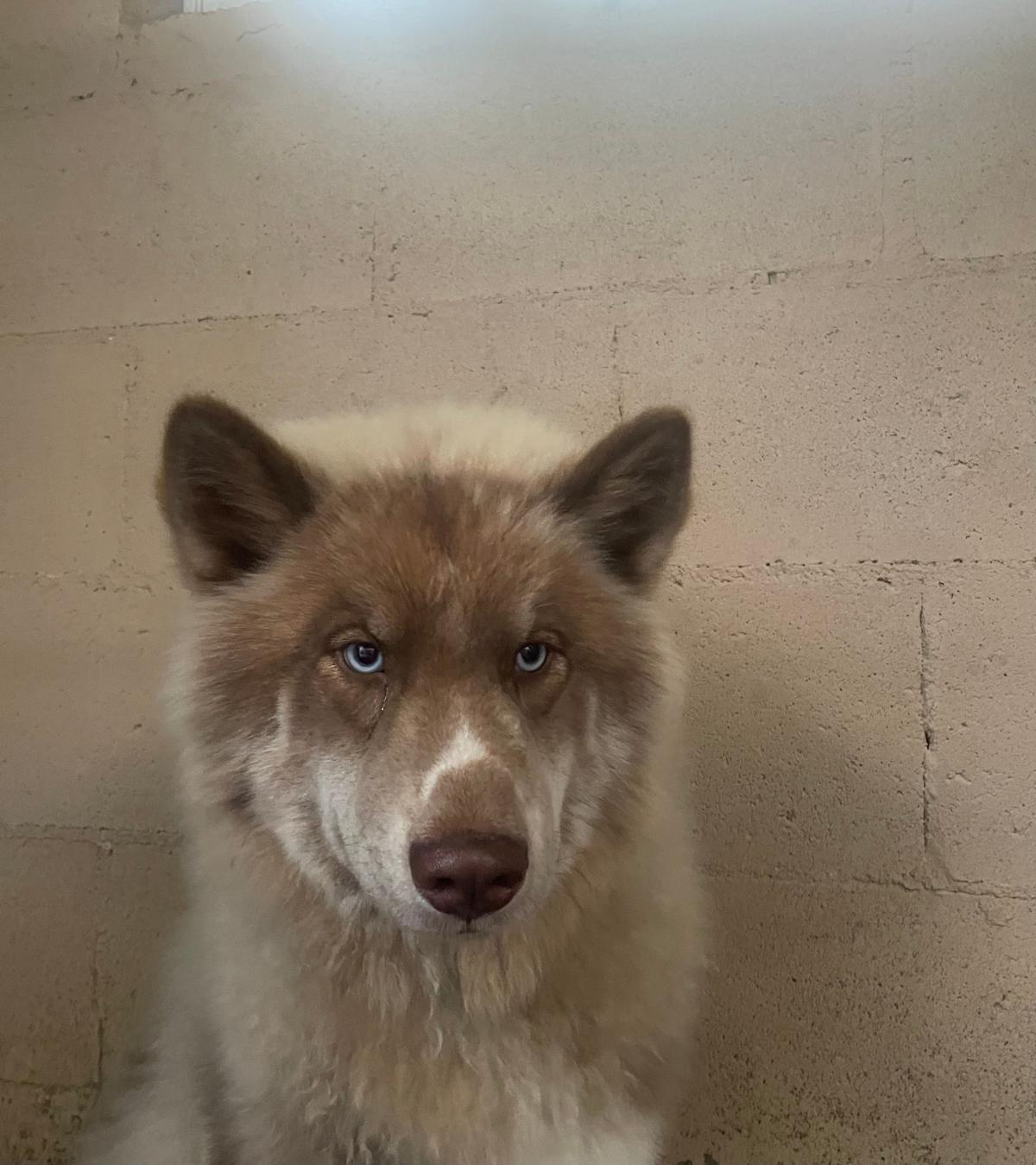 malamute dirt face