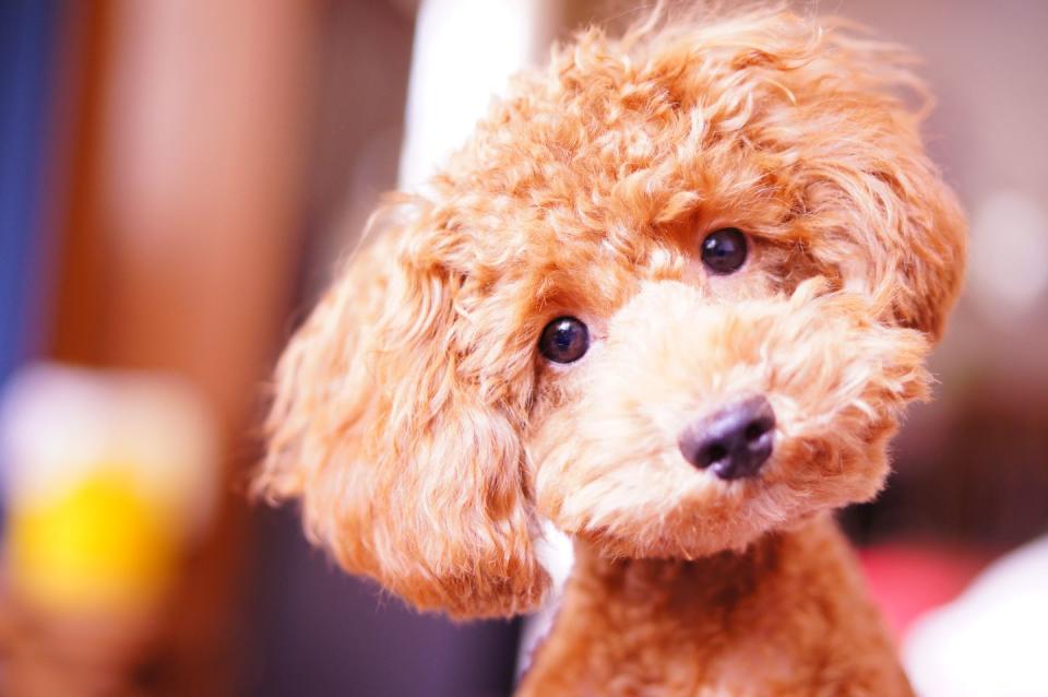 Miniature Poodle