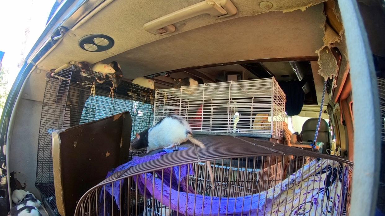 A woman who lived in a van with 320 rats in San Diego, California, has agreed to give them up for adoption: San Diego Humane Society