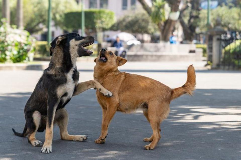 Vaccination of strays can reduce the spread of rabies. <a href="https://phil.cdc.gov/Details.aspx?pid=23838" rel="nofollow noopener" target="_blank" data-ylk="slk:CDC/Nicholas S. Tenorio, Health Communication Specialist;elm:context_link;itc:0;sec:content-canvas" class="link ">CDC/Nicholas S. Tenorio, Health Communication Specialist</a>