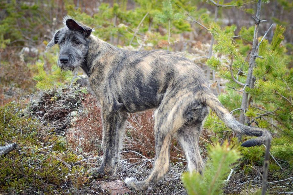 brindle coated Irish Wolfhound in the woods