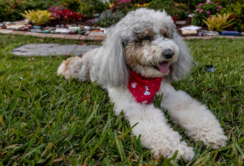 River, a therapy dog at Marjory Stoneman Douglas High School, takes a breather outside the campus on Feb. 10, 2024, in Parkland, Florida.