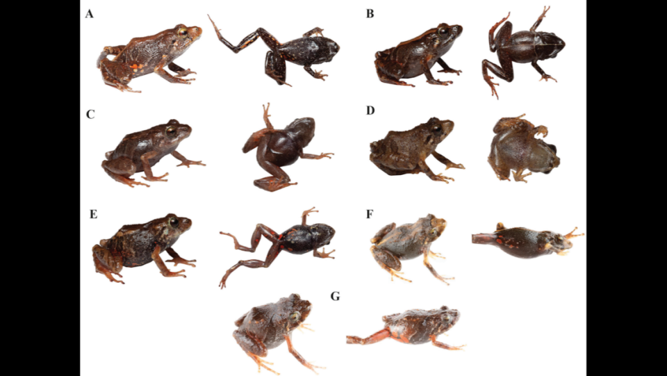 P. kayi specimens from Ecuador.