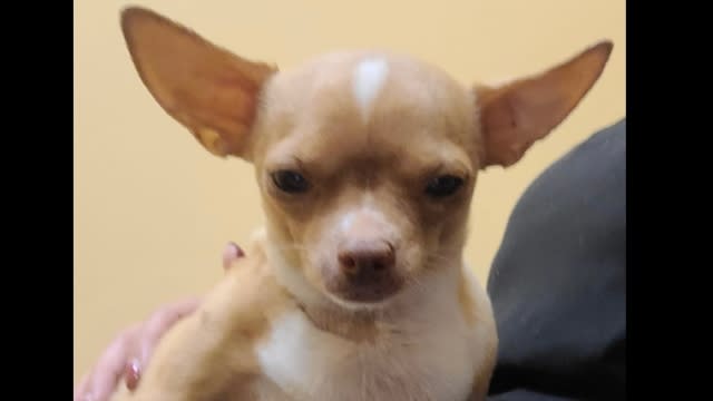 Chihuahua named Sugar being held by person.