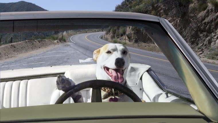 DUI Suspect Trades Places With Dog During Traffic Stop