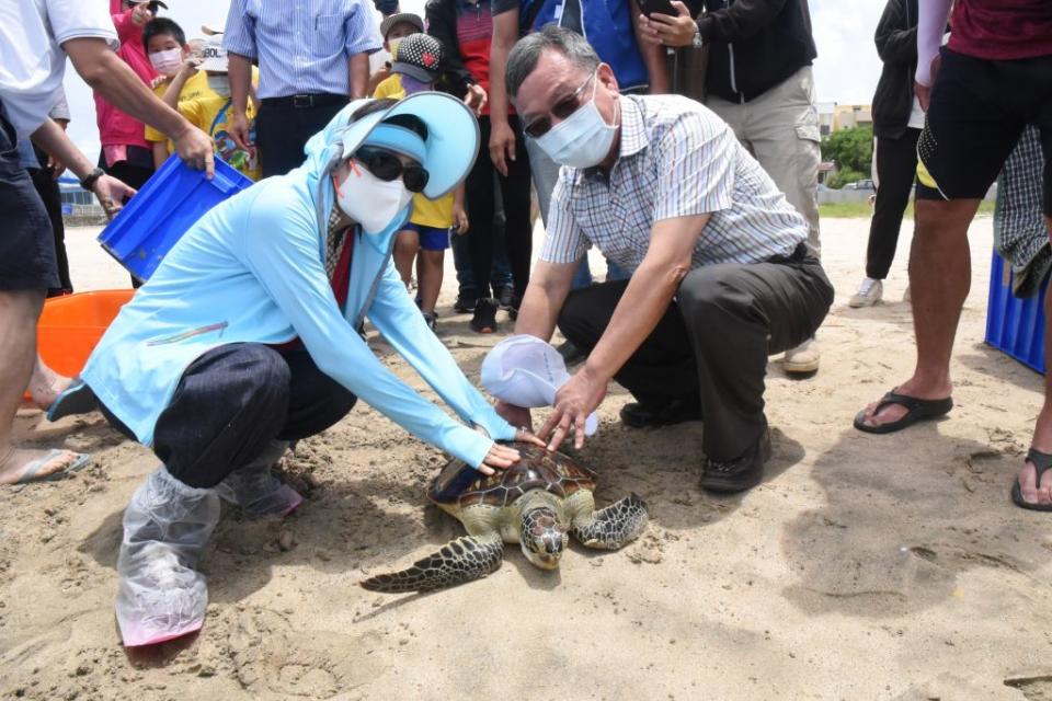 六月十六日「世界海龜日」，澎湖縣長賴峰偉及縣議會議長劉陳昭玲等人特別野放十一隻傷癒海龜重回大海。（記者鄭伯勝翻攝）