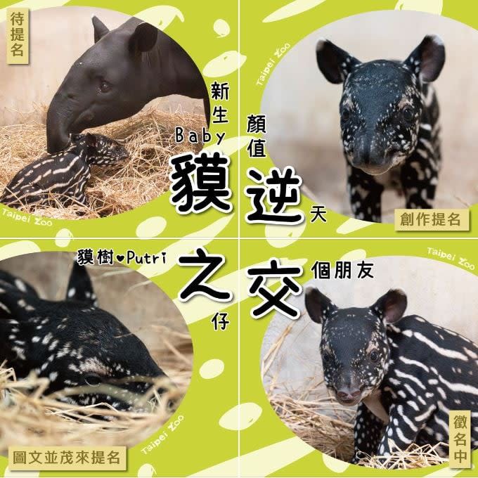 貘衣姬豆惜敗！柯佳嬿再參戰動物園徵名　「3個字」笑翻網：姐姐别太幽默