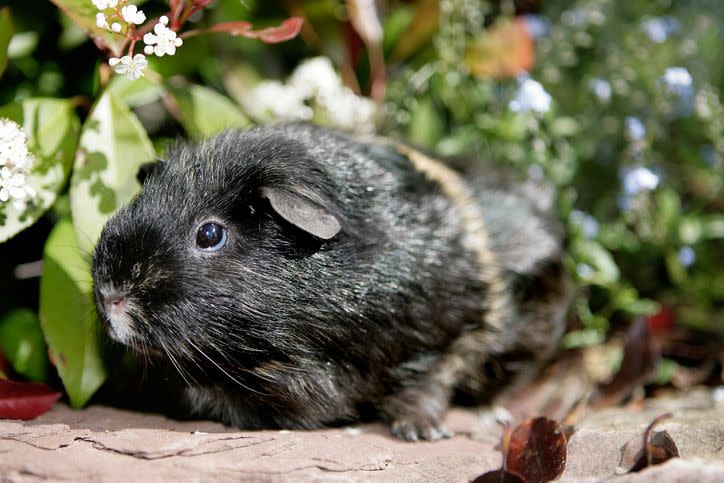 For Black Guinea Pigs