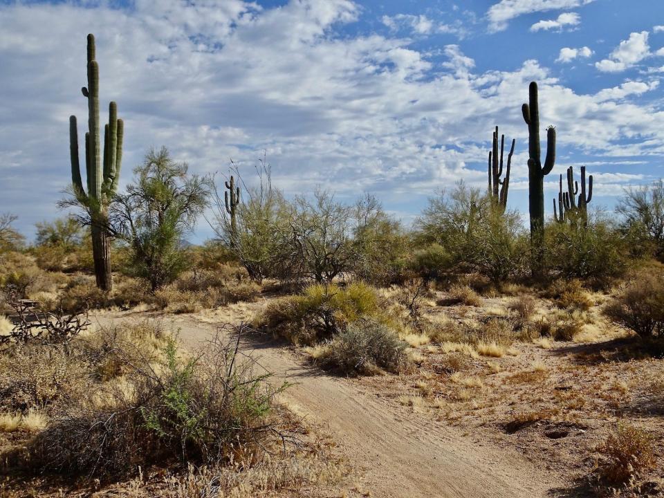 The Axle Grease Trail makes fast swooping curves across open desert in the McDowell Sonoran Preserve in Scottsdale.