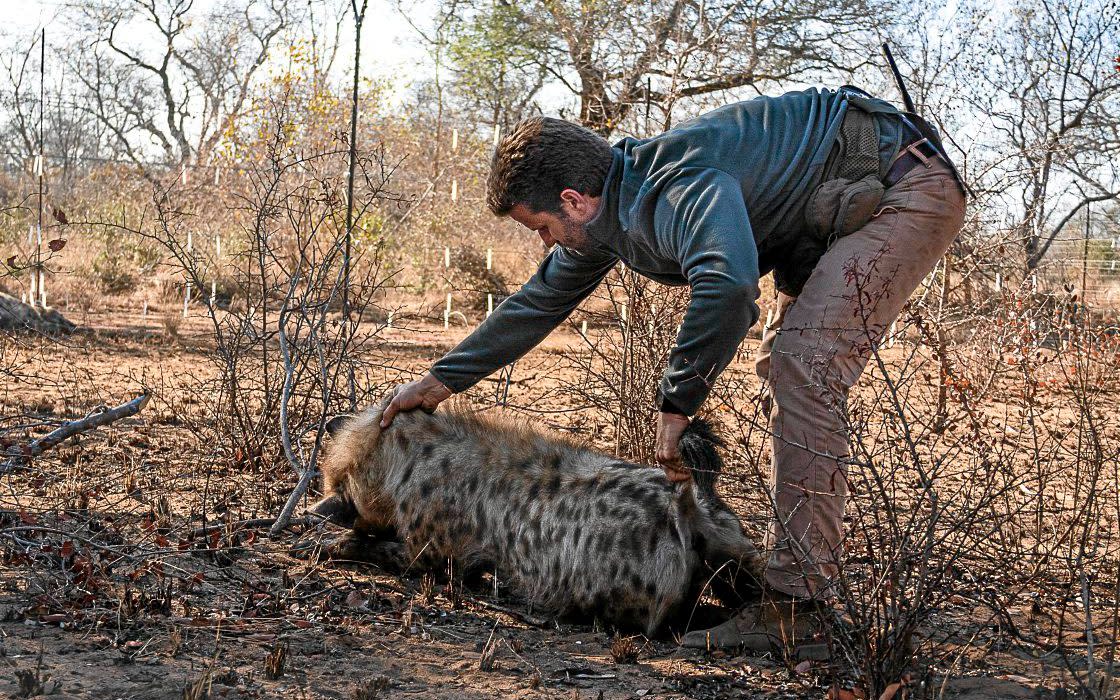 Wildlife vet Dr Joao Almeida with a hyena he just darted in Mozambique’s Sabie Game Park. - Jo Taylor/@WireImgId=38609428