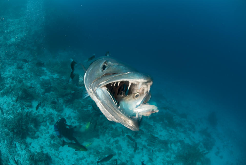 A barracuda with its mouth open, having caught a smaller fish, underwater near a diver