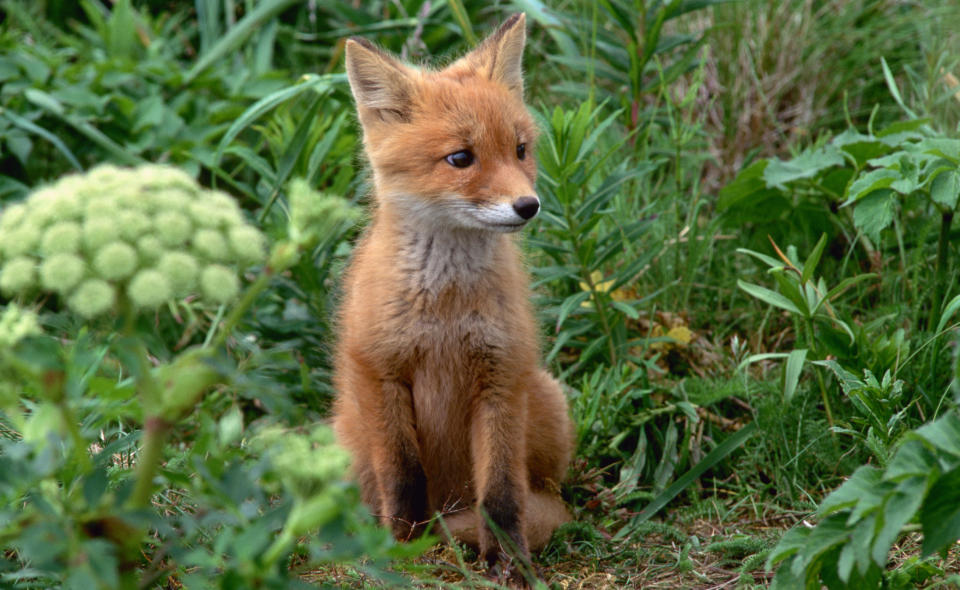 A red fox in the grass