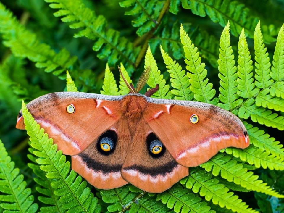 The polyphemus moth provides a source of nutrition for many other species in the food chain such as mammals like raccoons and squirrels, and insects such as wasps and ants.